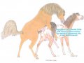 tor-169-the-riding-lesson.jpg